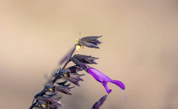 Крупним Планом Знімок Фіолетової Квіткової Рослини Комахою Кінчику Гілки — стокове фото