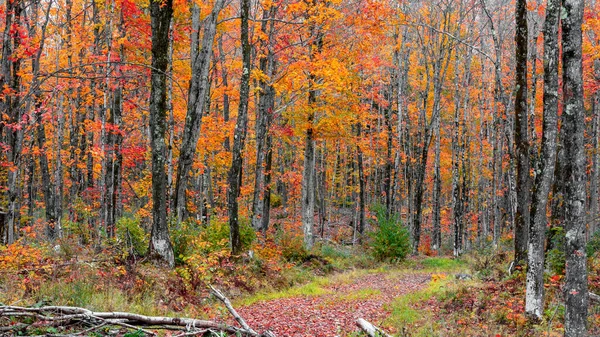 Michigan Yarımadasının Yukarısındaki Yaprak Döken Ormandaki Parlak Sonbahar Ağaçları — Stok fotoğraf