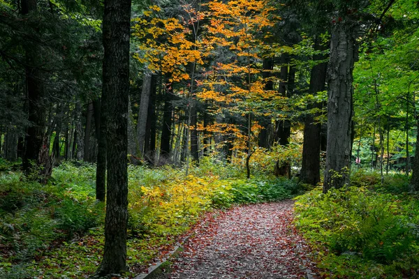 Високі Дерева Вздовж Стежки Острові Преска Штат Мічиган Восени — стокове фото