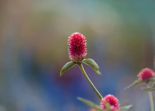 Közelkép Globe Amaranth Virág — Stock Fotó