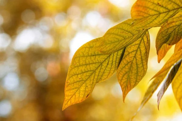Ağaç Dalındaki Sarı Sonbahar Yapraklarının Yakın Çekimi — Stok fotoğraf