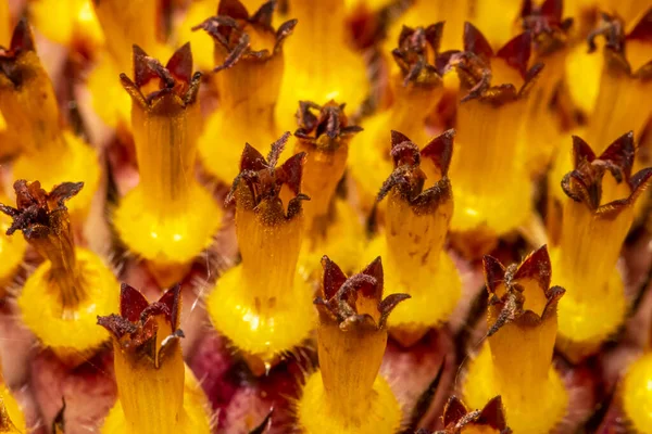 Extremo Close Tiro Detalhes Semente Girassol — Fotografia de Stock