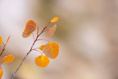 Açık sarı Aspen yapraklarının yakın çekim görüntüsü