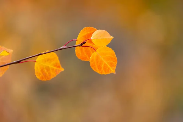 Açık Sarı Aspen Yapraklarının Yakın Çekim Görüntüsü — Stok fotoğraf
