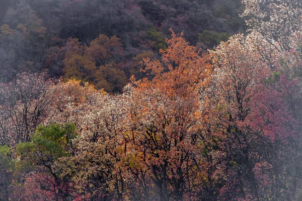 Красочные Осенние Деревья Национальном Лесу Васач Штате Юта — стоковое фото