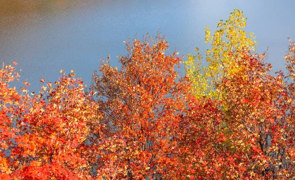 Πολύχρωμο Maple Φύλλα Πάνω Προς Κάτω Προβολή Φθινόπωρο Φόντο Μπλε — Φωτογραφία Αρχείου