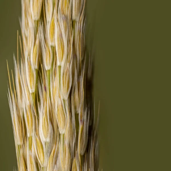 Extreme Close Shot Van Voedsel Granen Groene Achtergrond — Stockfoto