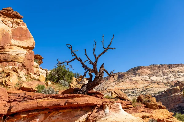 Árvore Morta Meio Deserto Rochoso Vermelho Utah — Fotografia de Stock