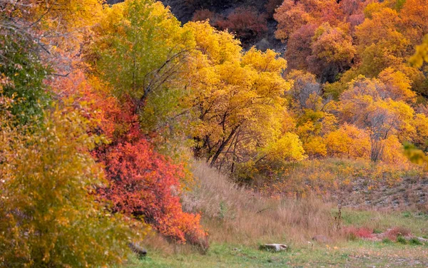 Colorful Autumn Trees Wasatch Mountains Utah — Stock Photo, Image