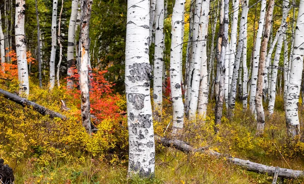 Aspen Fák Wasatch Nemzeti Erdőben Ősszel — Stock Fotó