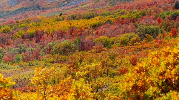 Heldere Kleurrijke Herfstbomen Hellingen Van Ogden Bij Het Sneeuwbekken Utah — Stockfoto