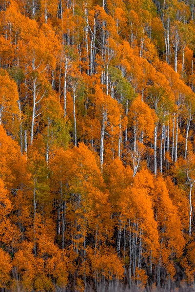 Bright Orange Aspen Trees Slopes Mount Ogden Utah Autumn Time — Stock Photo, Image