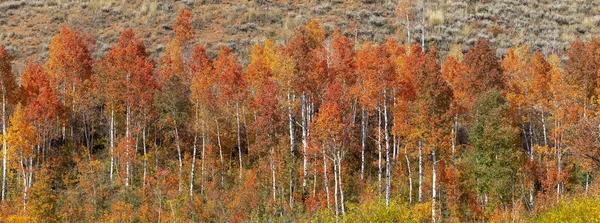 Panoramisch Landschap Van Aspen Bomen Zijn Hoogtepunt Herfstkleur Wasatch Bergen — Stockfoto