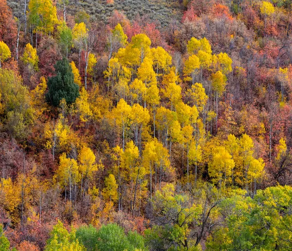 Jasnożółte Drzewa Aspen Zboczach Pasma Górskiego Wasatch Utah — Zdjęcie stockowe