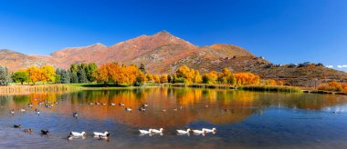 Renkli sonbahar ağaçları, Wasatch dağları ve Utah 'taki Wasatch dağ parkındaki yaban ördekleri ile manzaralı dağ manzarası..