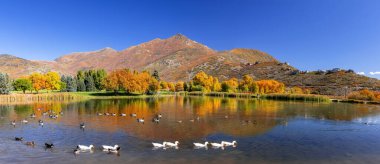 Panoramic view of Scenic mountain lake with colorful autumn trees, Wasatch mountains and wild ducks at Wasatch mountain state park in Utah. clipart