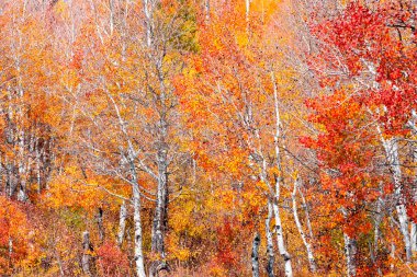 Sonbahar boyunca parlak sarı, kırmızı ve turuncu yapraklı birçok gümüş huş ağacı