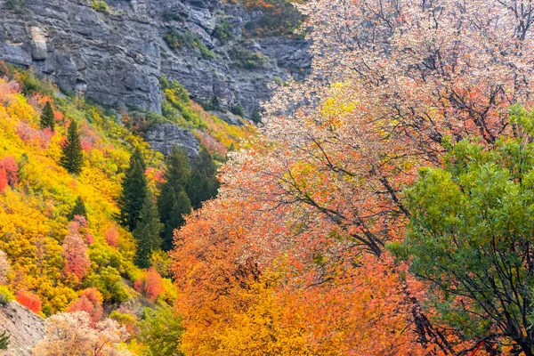 Živé Barvy Podzimních Stromů Timpanogos Podél Alpské Smyčky Utahu — Stock fotografie