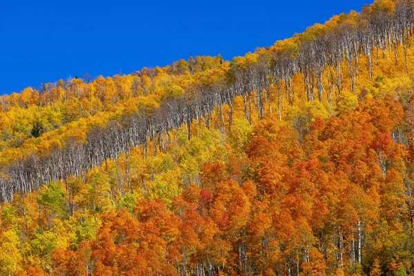 犹他州秋高气爽时 青天背景的山坡上的五彩缤纷的树木 — 图库照片