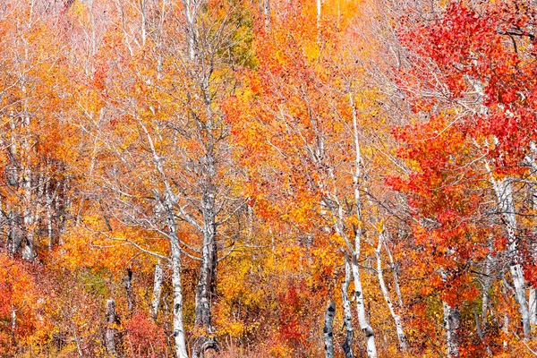Sonbahar boyunca parlak sarı, kırmızı ve turuncu yapraklı birçok gümüş huş ağacı