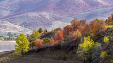 Utah 'taki Pine view rezervuarının kıyısındaki renkli sonbahar ağaçları