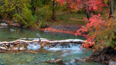 Utah 'taki American Fork Kanyonu' na sonbahar boyunca küçük su damlaları düşer.