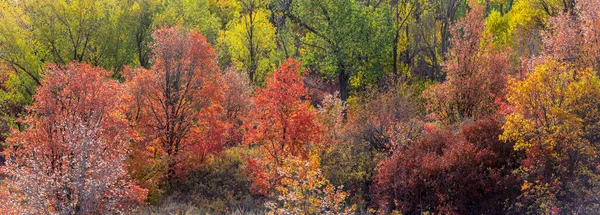 秋天犹他州林地五彩缤纷的树木全景 — 图库照片