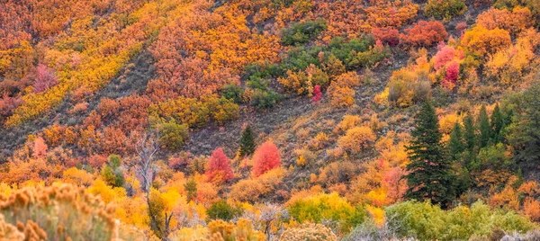 Folhagem Outono Brilhante Hora Pico Provo Canyon Utah — Fotografia de Stock