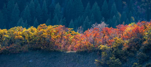Panoramisch Uitzicht Kleurrijke Herfstbomen Bergklif — Stockfoto
