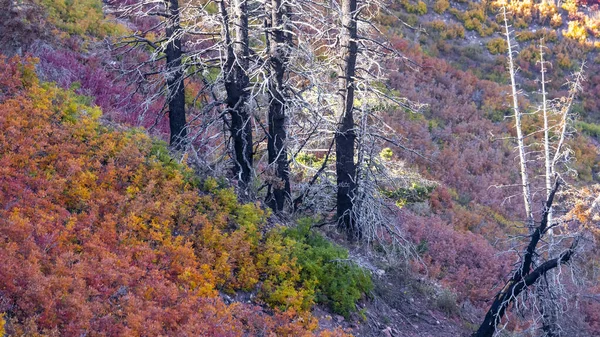 Árboles Altos Quemados Medio Del Colorido Follaje Otoñal Bajo Luz —  Fotos de Stock