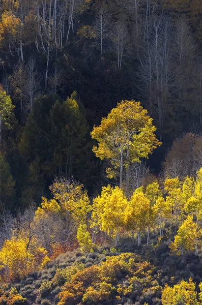 Árvore Aspen Amarelo Brilhante Iluminado Luz Sol Com Fundo Escuro — Fotografia de Stock