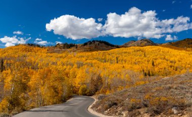 Utah 'taki Wasatch dağ parkında renkli sonbahar yaprakları.