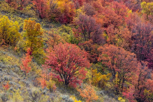 Árvores Vermelhas Brilhantes Outono Encosta Montanha Utah Rural — Fotografia de Stock