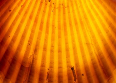 Deniz kabuğunun arkası ışıklandırılmış yakın çekimi