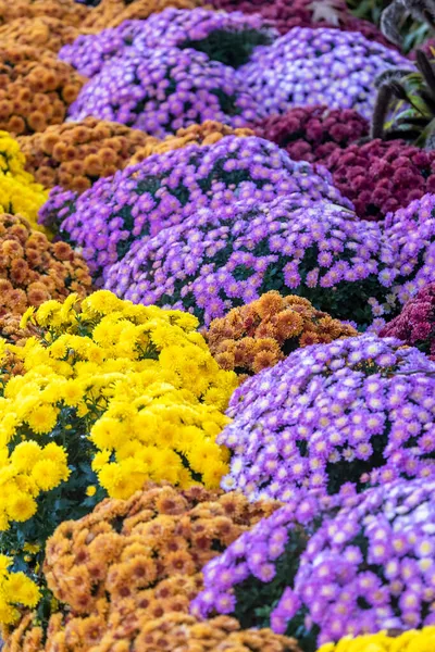 Coloridas Plantas Momias Dispuestas Como Lecho Flores Con Enfoque Selectivo — Foto de Stock