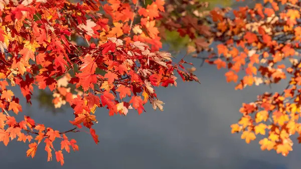 Bright Red Maple Leaves Lake Water Background Selective Focus — Stock Photo, Image