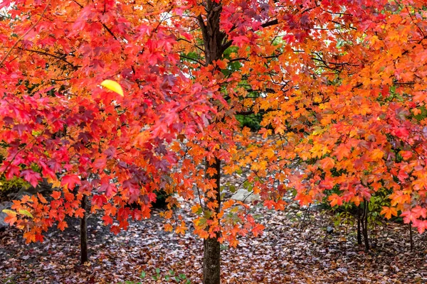 Color Rojo Brillante Árbol Arce Primer Plano Con Enfoque Selectivo —  Fotos de Stock