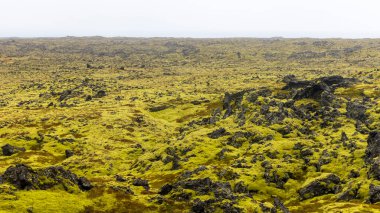 İzlanda 'daki lav tarlaları yemyeşil yosunlarla kaplıdır.