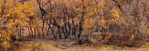 Utah Panoramik Orman Manzarası Ağaçlar Sonbaharın Sonlarında Kuru Yapraklarla — Stok fotoğraf