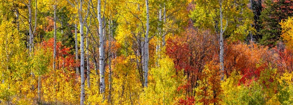 Panoramic View Wood Land Utah Aspen Trees Brilliant Foliage Autumn — Stock Photo, Image