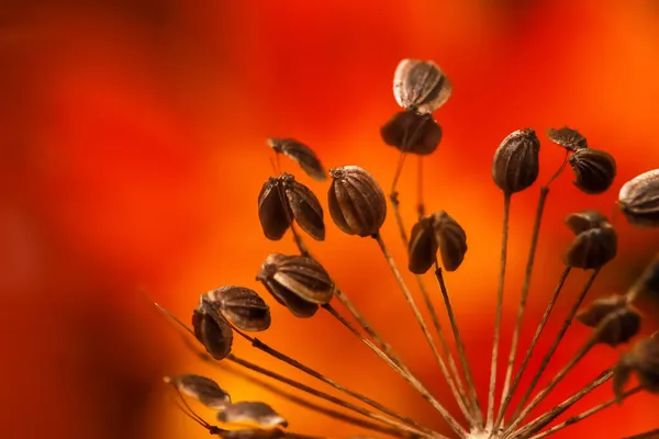 Kuru Çiçek Poleninin Aşırı Yakın Plan Çekimi Portakal Çiçeği Yaprağına — Stok fotoğraf