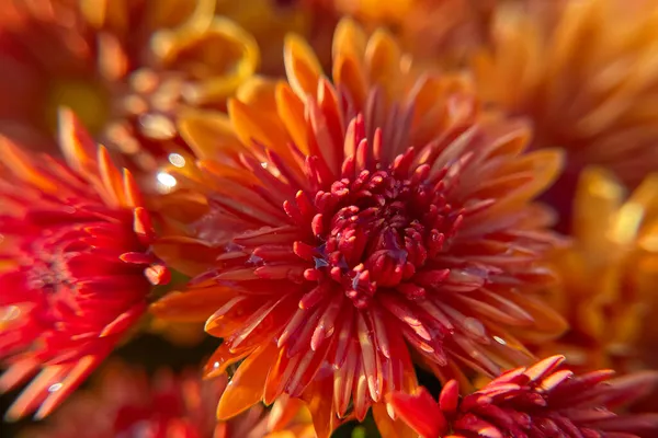 ดฉากของส Chrysanthemum วยการโฟก สเล — ภาพถ่ายสต็อก