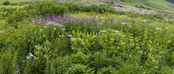 Panoramatický Pohled Divoké Kvetoucí Rostliny Louce — Stock fotografie