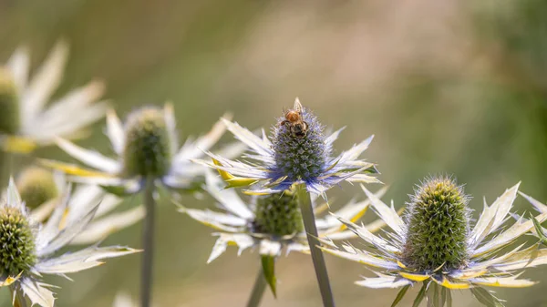 Szczelnie Ujęcie Dzikich Kwiatów Ostu Łące Wybiórczym Ukierunkowaniem — Zdjęcie stockowe