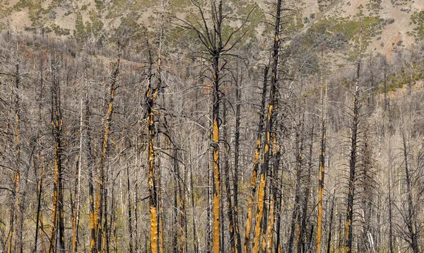 Burnt Tree Trunks Due Wild Fires Utah Mountains — Stock Photo, Image
