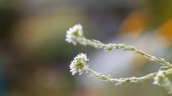 Szczelnie Ujęcie Białych Kwiatów Ogrodowych Płytką Głębią Ostrości — Zdjęcie stockowe