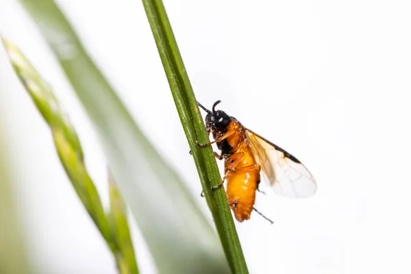 Κοντινό Πλάνο Μικροσκοπικής Μέλισσας Μια Λεπίδα Χόρτου Λευκό Φόντο — Φωτογραφία Αρχείου