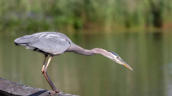 Great Blue Heron Ready Hunting Fish Pond — Stock Photo, Image