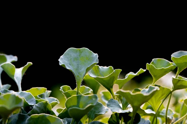 Detailní Záběr Šťavnaté Rostlinné Listy Černém Pozadí — Stock fotografie