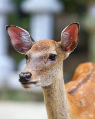 Japonya 'daki Nara Tapınağı Parkı' ndaki Kutsal Geyik 'in yakın çekimi.